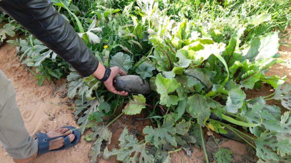 Obst- und Gemüseanbau in saharauischen Flüchtlingslagern